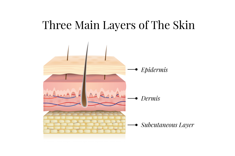 Illustration of three main layers of the skin